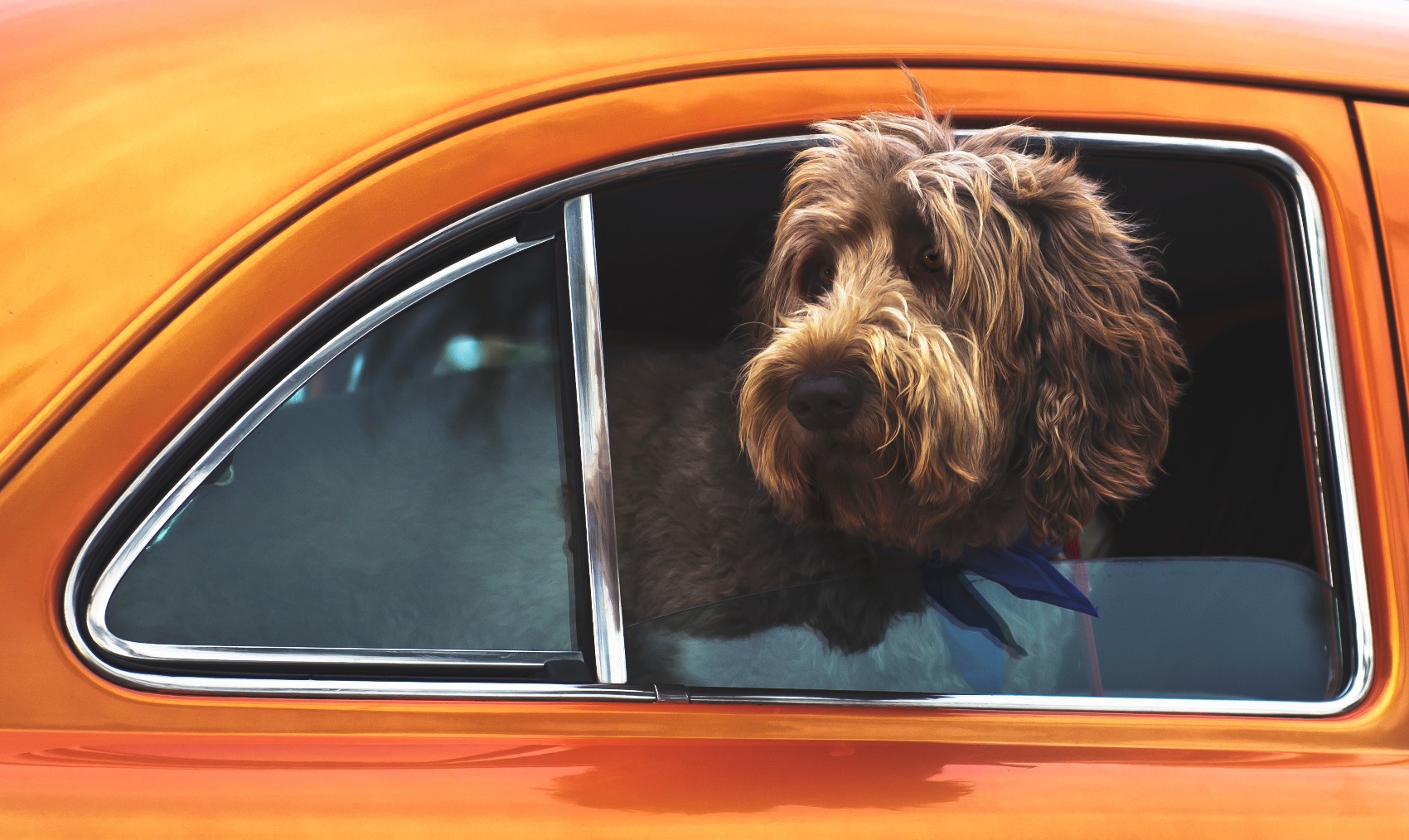 Transporte de animais de estimação